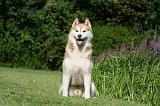 SIBERIAN HUSKY 916
